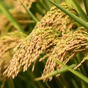 Food and Agriculture
